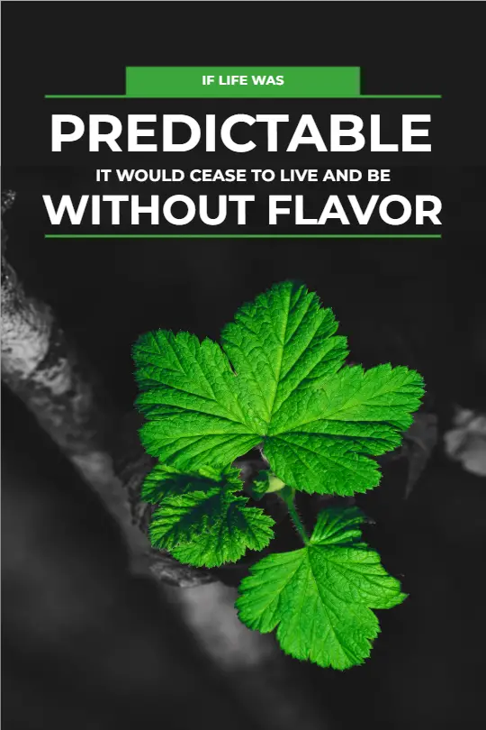 Predictable Without Flavor