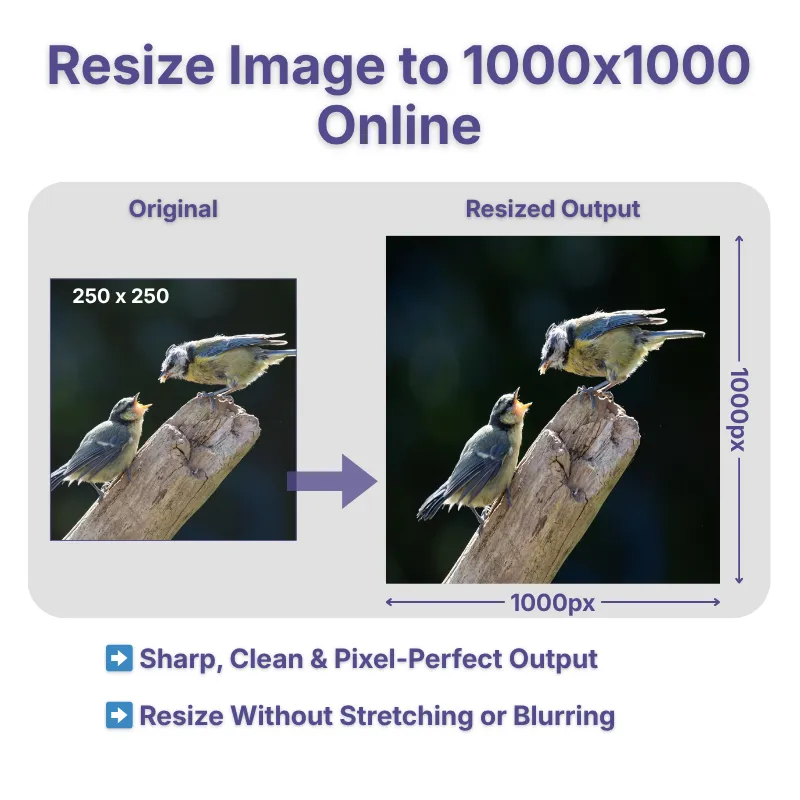 resize-image-to-1000x1000